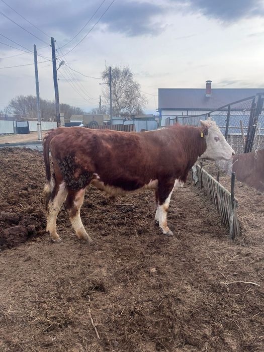 Өгіз сатылады...