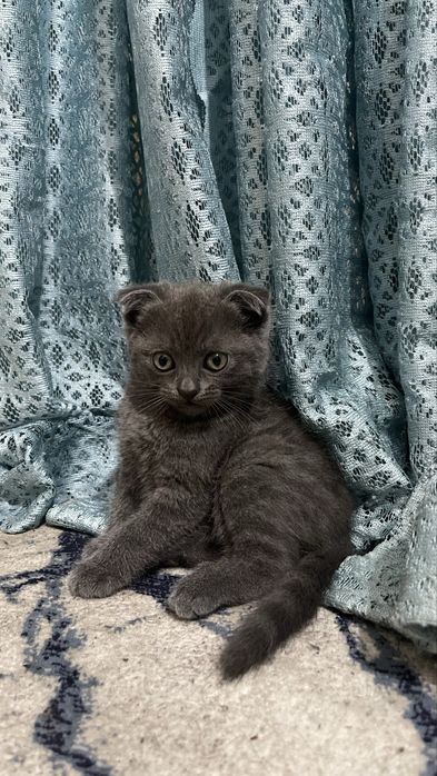 Отдам котёнка в добрые руки. Mushukchani mehribon qo‘llarga beramiz
