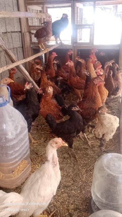 Tovuklar va xorozlar sotiladi optom srochna