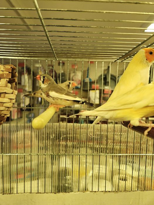 Амадинки  японски и гулдови