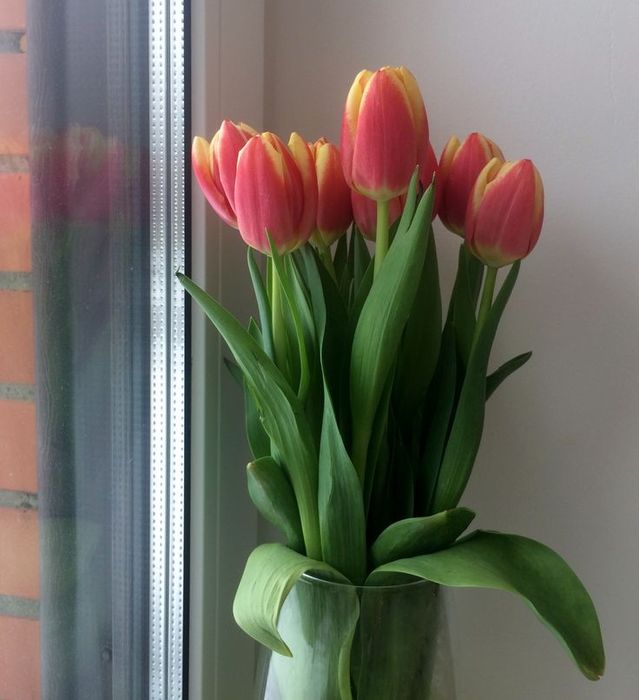 Тюлпаны Оптом и Розница