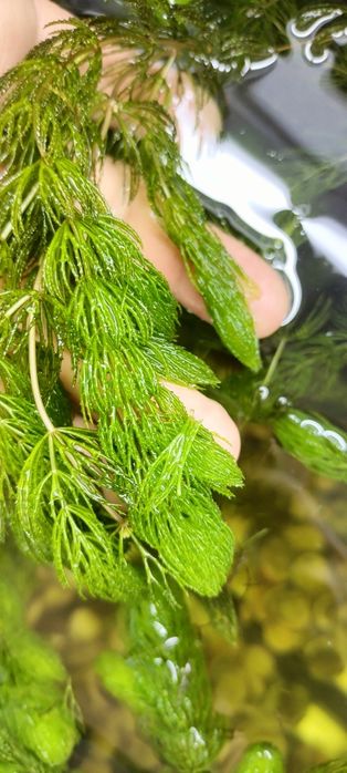 Аквариумные растения