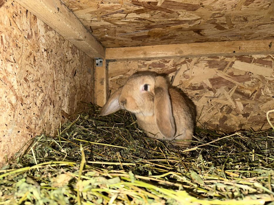 Femela berbec german