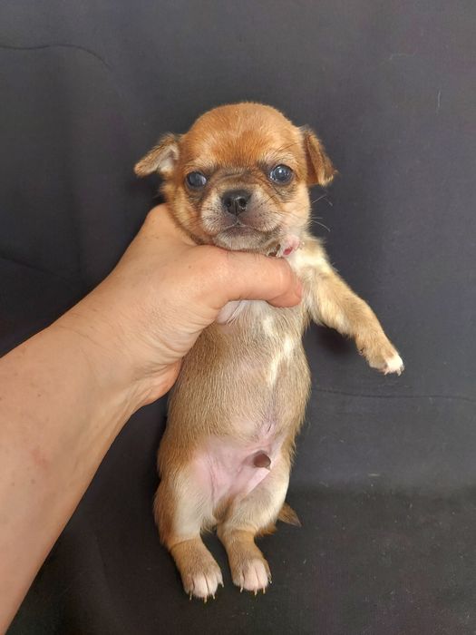 Продаю щенков чихуахуа