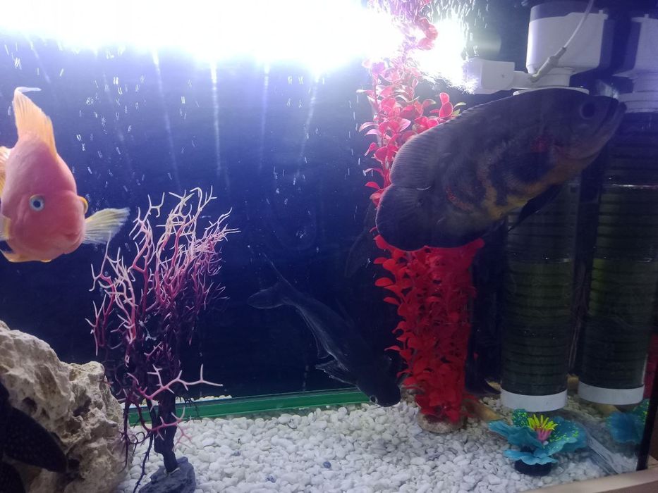 Аквариум сотилади