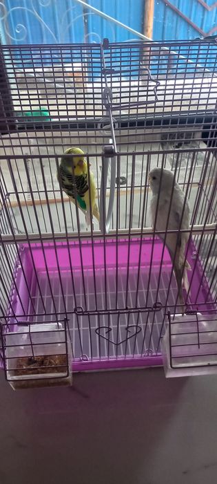 Попугай волнистый