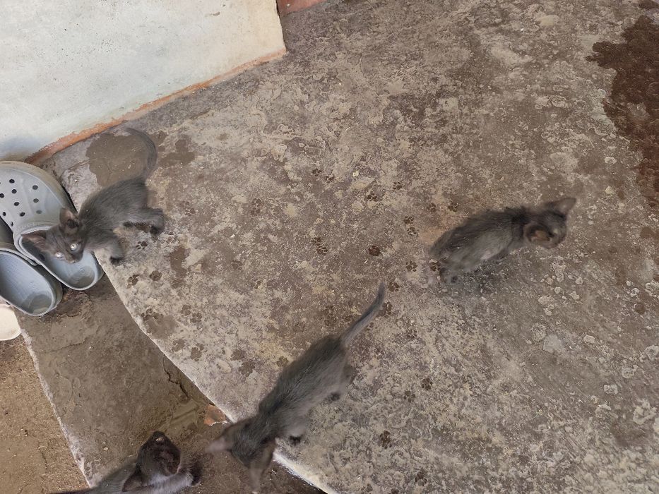 Котята домашние пять штук
