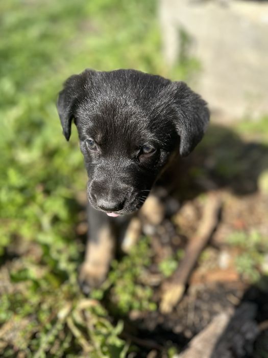 Donez catei metis de ciobanesc german