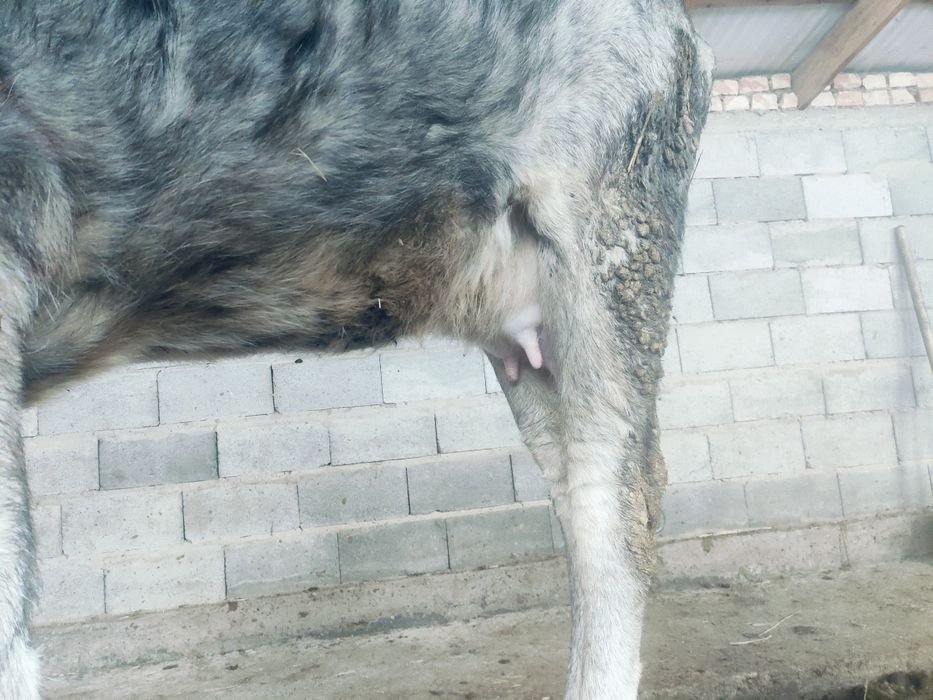 Корова, сиыр 1туған