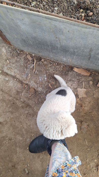 Отдам в хорошие руки