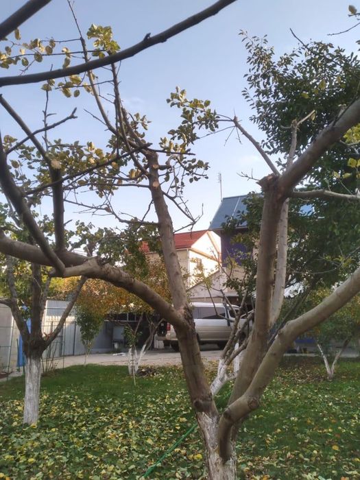 Обрезка деревьев