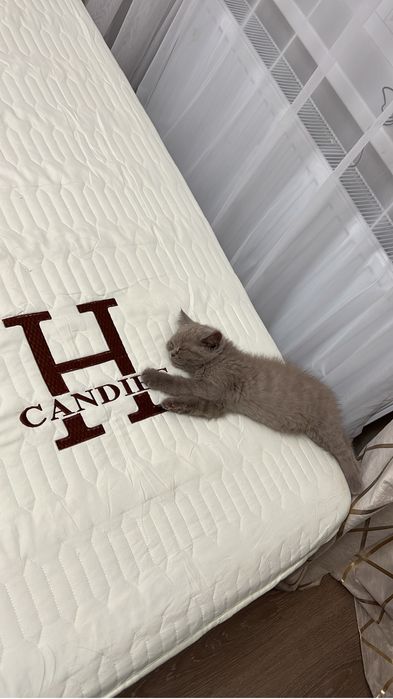 Продаётся вислоухий котёнок