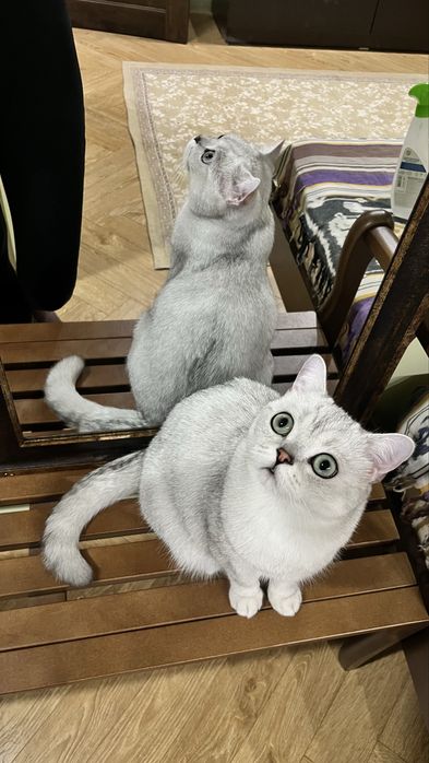 Кот, Британская шиншилла, год и 8мес.