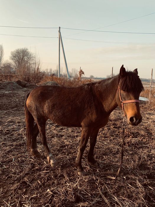 Продам жеребёнка и кабылу