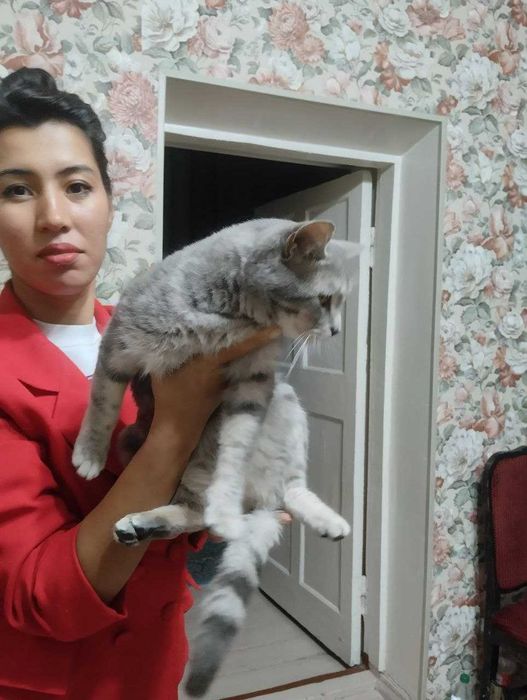 Шикарный кот с янтарными глазами в ответственные руки