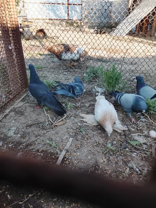 Продается Голуби