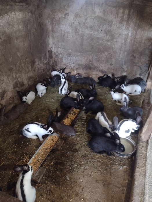 Зайци Немски пъстър великан Пеперуда