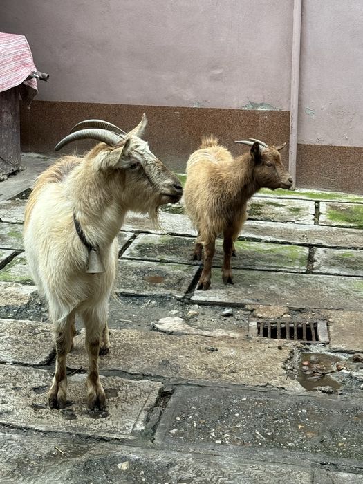 Vand sau schimb capra si iada