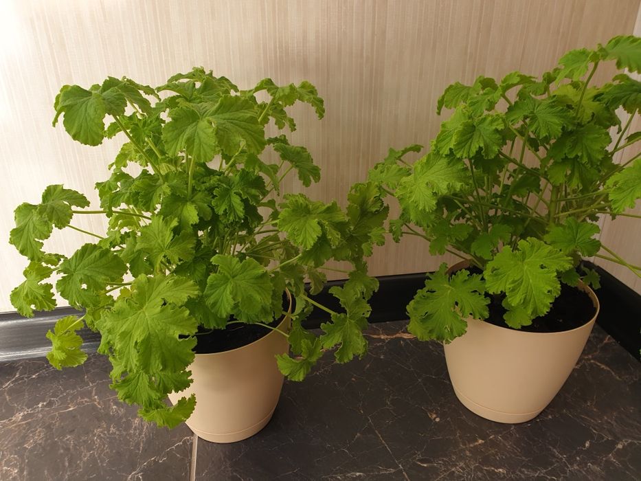 Продам герань Душистую Лимонную