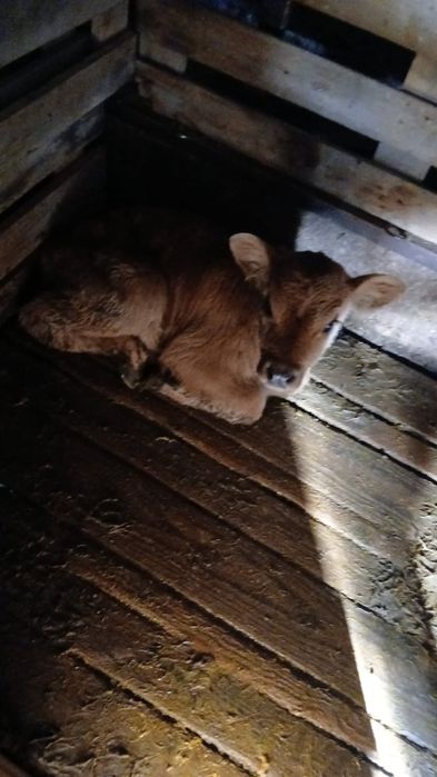 Продам две коровы