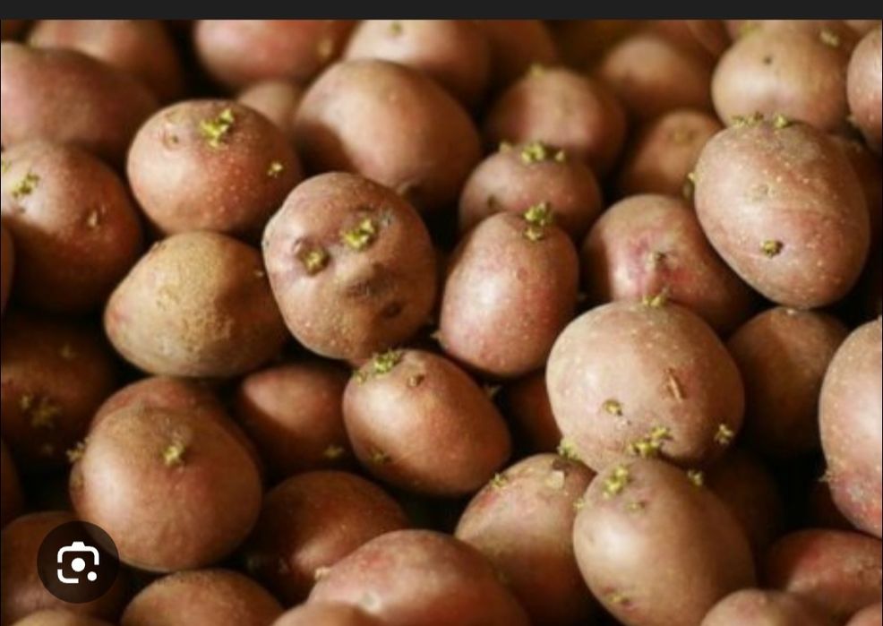 Продам картошку семенную, по 140 т.И продам картошку обычную домашнюю