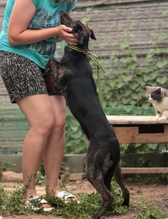 Щенок - подросток, мальчик Джонни .