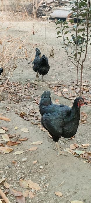 Кора шахзода гегант