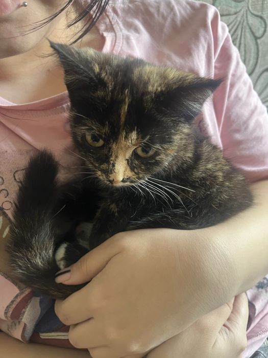 отдам котенка бесплатно