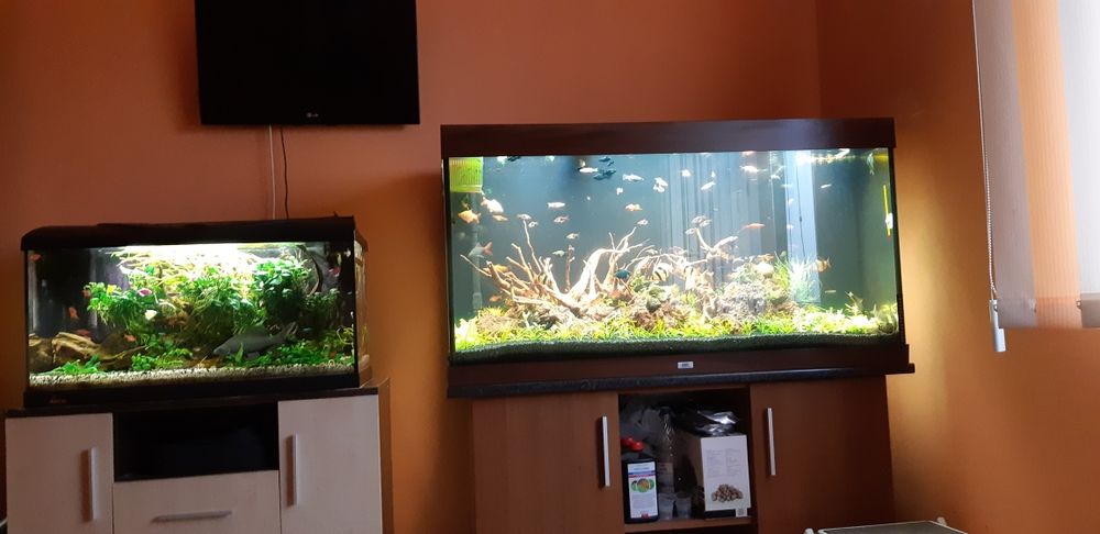 Acvariu Diversa 80