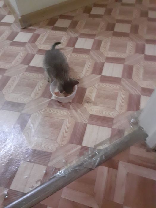 Отдам даром котенка