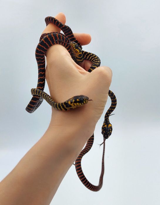 Змеи разные виды