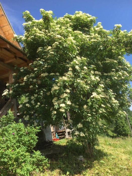 Casă/gospodărie + teren 5.7 ha intravilan Brodina, jud. Suceava