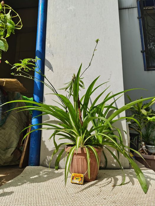 Цветы Хлорофитумы большие Цветок неприхотливый, полезный в офис и дома