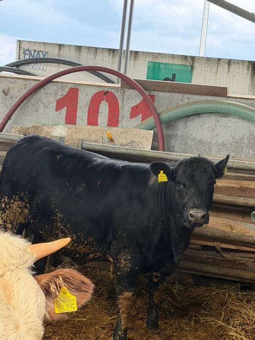 De vanzare vitea Aberdeen Angus