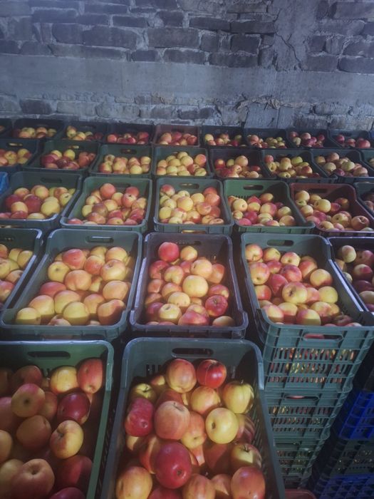 Vand mere Jonagold, Florina si Idared (angro) +40 (762) 624 601