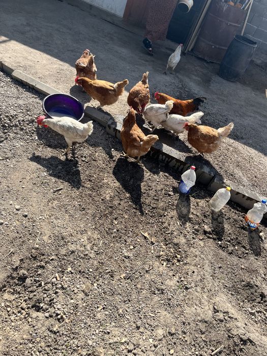 Продам 9 курей и 1 петух
