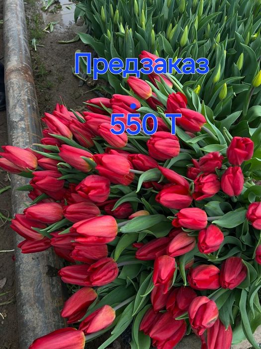 Цветы тюльпаны предзаказ