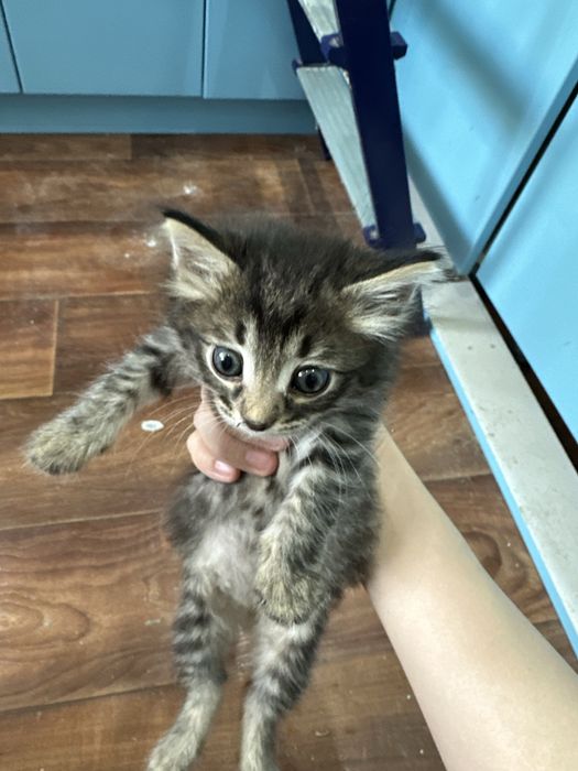 Отдадим котика бесплатно
