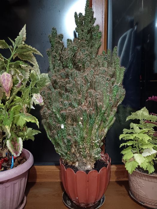 Домашний  кактус