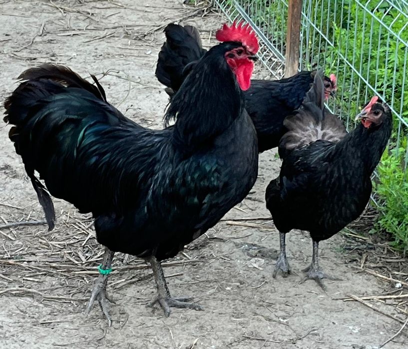 Păsări de răsă de vânzare