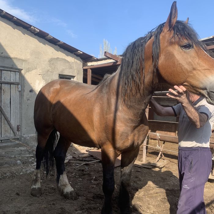 Айғыр сатылады жылкы ат конь