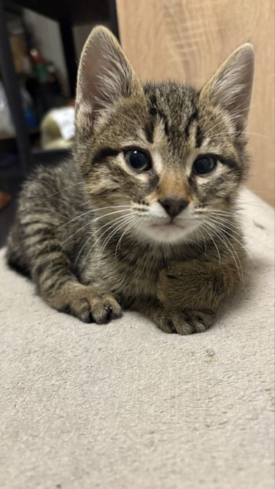 Подаряваме котенца