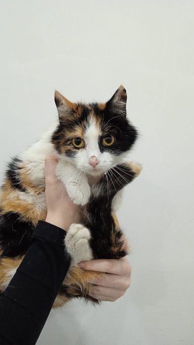 Отдам даром кошек