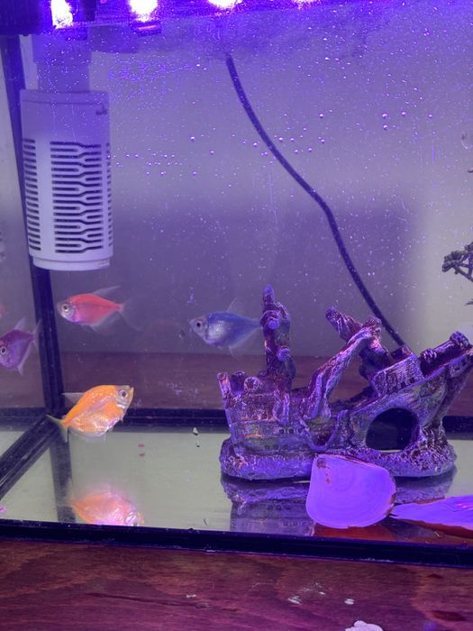 Продам аквриум с рыбкой