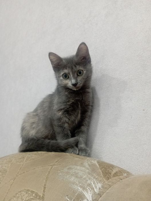 Отдам в хорошие руки