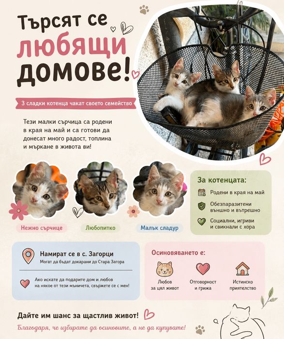 Три котенца търсят дом