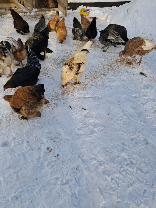 Продам курей молодые