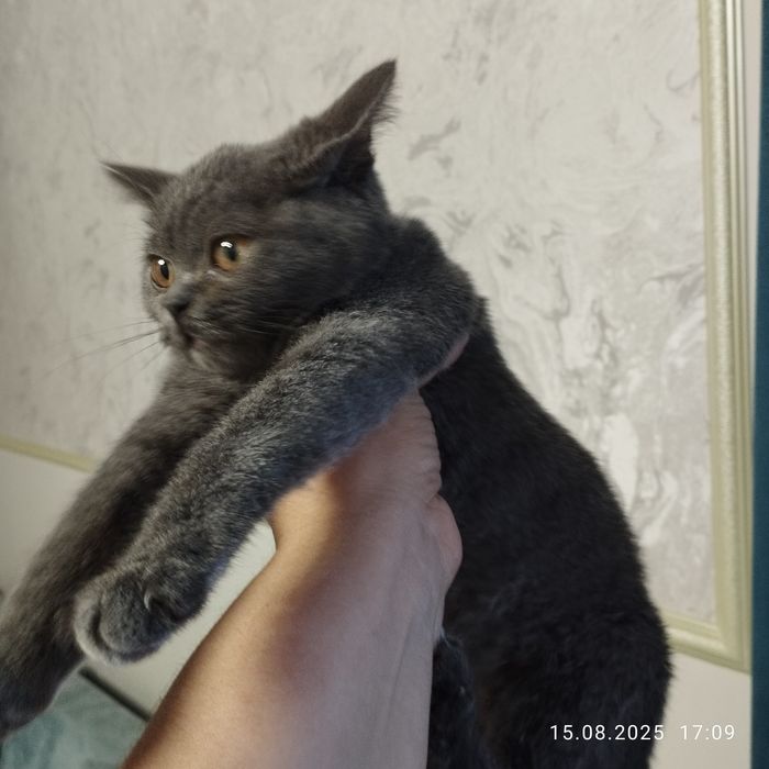 Чистокровный британец страйт