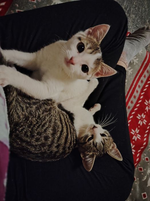 Donez 2 puiuți de pisică