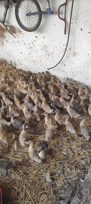 Gibrid oʻrdaklar sotiladi